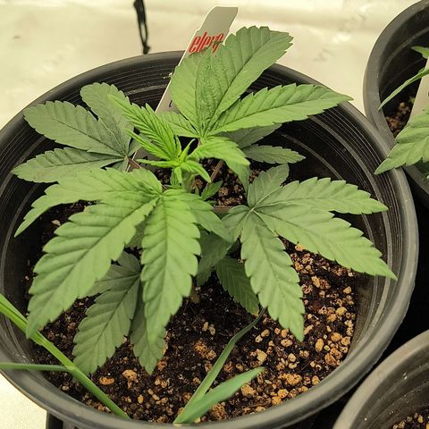Chilantro growlog photo: Gelato looks like it's going to be a short plant or one of them got stunted a little bit no problem I'll call it my little gnome