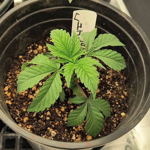 Chilantro growlog photo: Gelato looks like it's going to be a short plant or one of them got stunted a little bit no problem I'll call it my little gnome