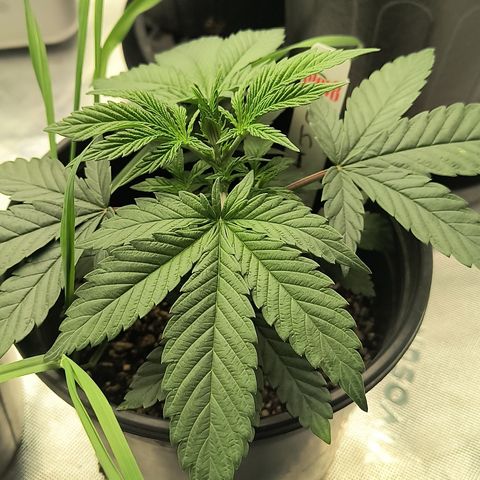 Chilantro growlog photo: Gelato look healthy as well they're going to be a very short plant shorter than most of or all of them