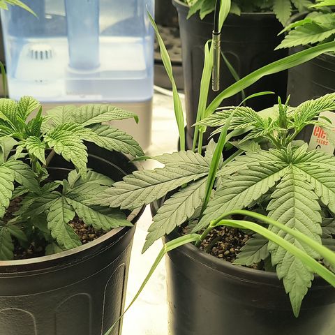 Chilantro growlog photo: Gelato look healthy as well they're going to be a very short plant shorter than most of or all of them