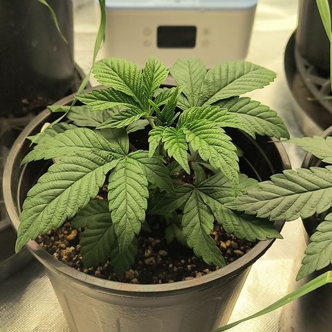 Chilantro growlog photo: Gelato look healthy as well they're going to be a very short plant shorter than most of or all of them