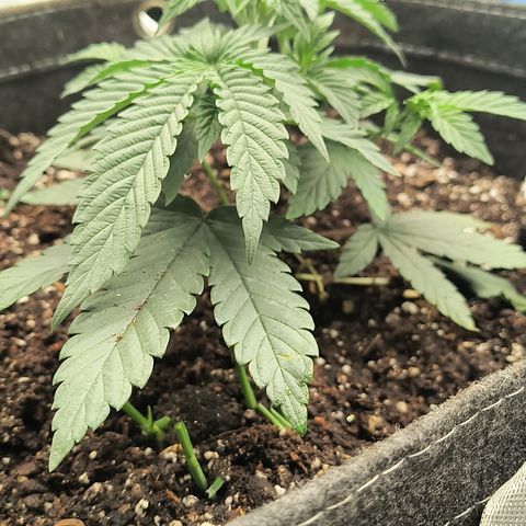 Chilantro growlog photo: Had gave them a trim yesterday and topped them off with some of my homemade worm castings and a little bit of that soil mix put a little bit of worms in there and topped it off with the some cover crop
