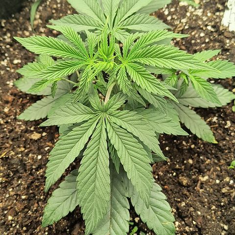 Chilantro growlog photo: Had gave them a trim yesterday and topped them off with some of my homemade worm castings and a little bit of that soil mix put a little bit of worms in there and topped it off with the some cover crop