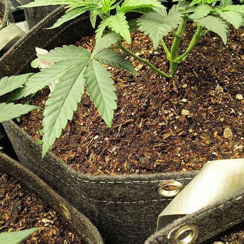 Chilantro growlog photo: Chelados doing great going to be a very short plant looks healthy no pest no deficiencies
