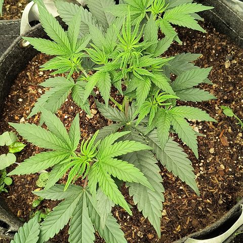 Chilantro growlog photo: Chelados doing great going to be a very short plant looks healthy no pest no deficiencies