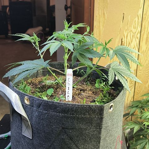 Chilantro growlog photo: I should have had the before picture of the gelato but here's the after from the trimBefore flipping to flower. Going to chop it a third down so I can get more flour on the top so it's going to be pretty naked. And possibility put some flower fertilizer getting it ready for early flower