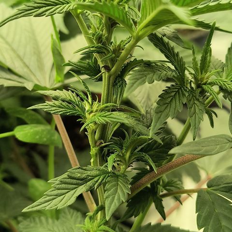 Chilantro growlog photo: I'm showing on the gelato that one node or nodes on a stem is different than another one on the plant now why is that is because I kept picking the little green ones that came between the stem I kept picking them and they started growing all around it let's see how that does in flower