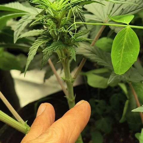 Chilantro growlog photo: I'm showing on the gelato that one node or nodes on a stem is different than another one on the plant now why is that is because I kept picking the little green ones that came between the stem I kept picking them and they started growing all around it let's see how that does in flower