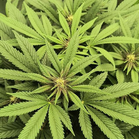 Chilantro growlog photo: The chilato looks like it came a little purple temperatures were in the '60s at sleep time and '70s and the day