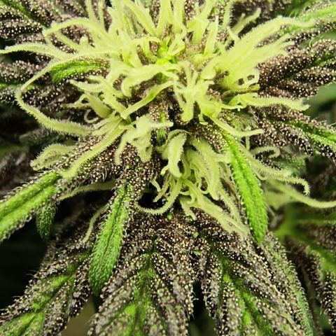 Chilantro growlog photo: The chilato looks like it came a little purple temperatures were in the '60s at sleep time and '70s and the day