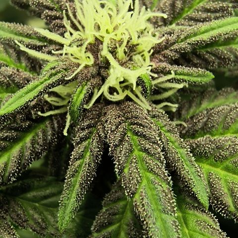 Chilantro growlog timeline photo