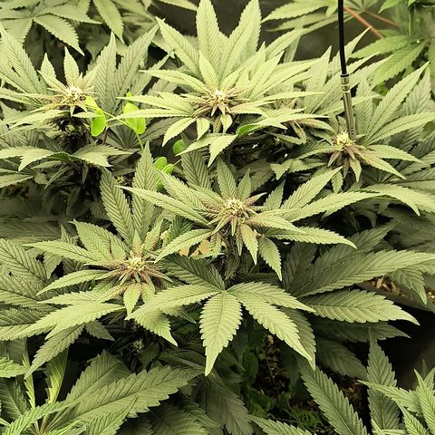 Chilantro growlog timeline photo