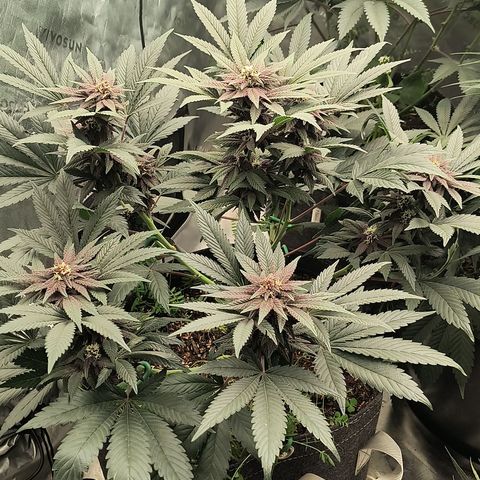 Chilantro growlog photo: 1 ft 8 in tall and 1 ft 9 in wide from its widest looks like it's going to be short and sweet
