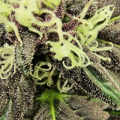 Chilantro growlog photo: 1 ft 8 in tall and 1 ft 9 in wide from its widest looks like it's going to be short and sweet