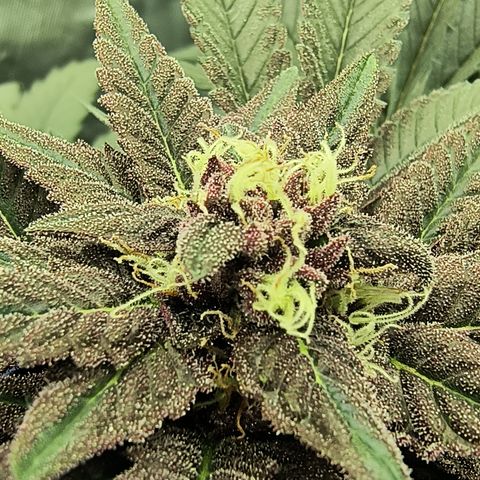 Chilantro growlog timeline photo