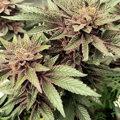Chilantro growlog timeline photo