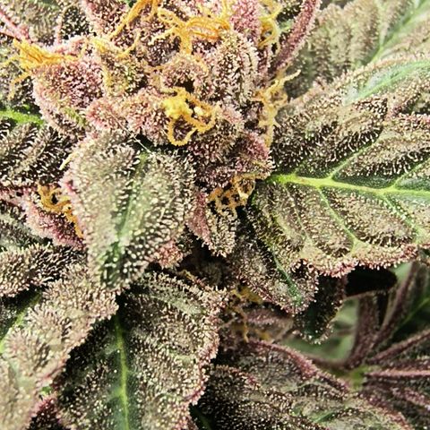 Chilantro growlog timeline photo