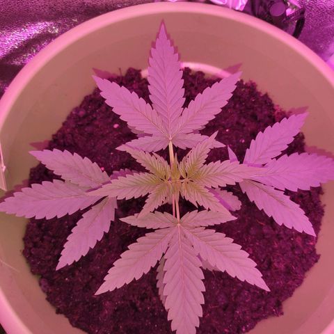 Tropicana growlog photo: 3rd week 