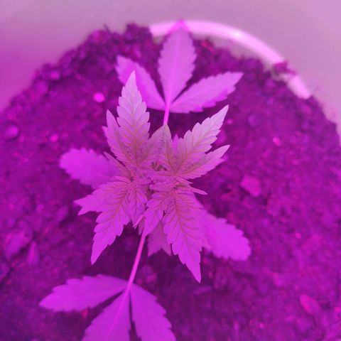 Tropicana growlog photo: 4th week