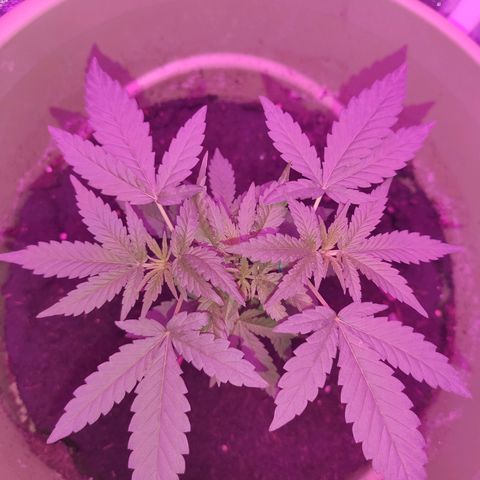Tropicana growlog photo: 5th Week