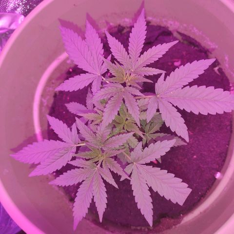 Tropicana growlog photo: 5th week