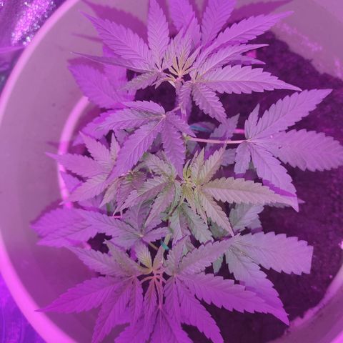 Tropicana growlog photo: 6th Week