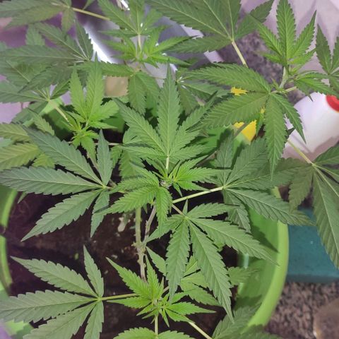 Tropicana growlog photo: 2nd week flowering