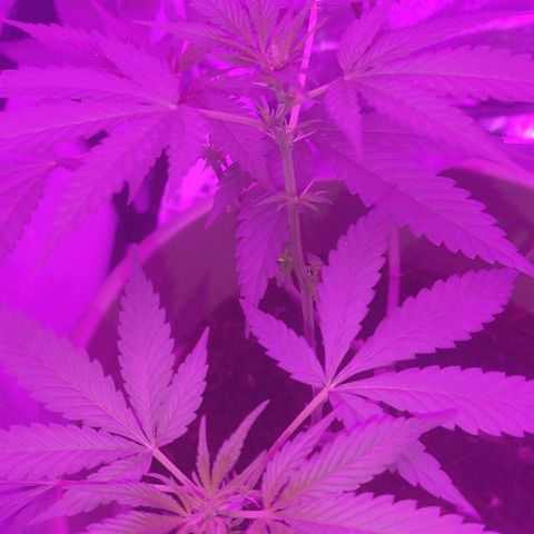 Tropicana growlog photo: 3rd week flowering