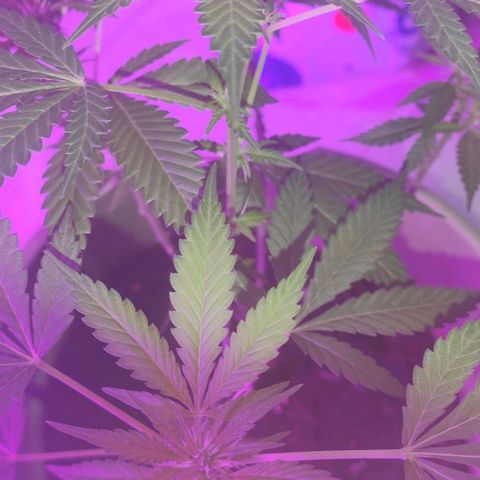 Tropicana growlog photo: 4th week flowering