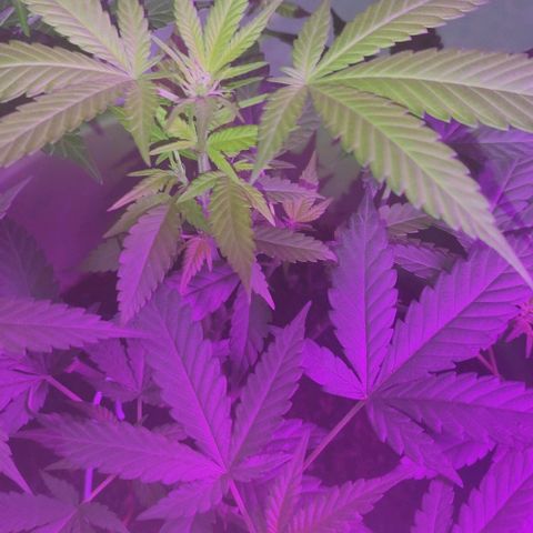 Tropicana growlog photo: 4th week flowering
