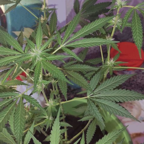 Tropicana growlog photo: 5th week flowering
