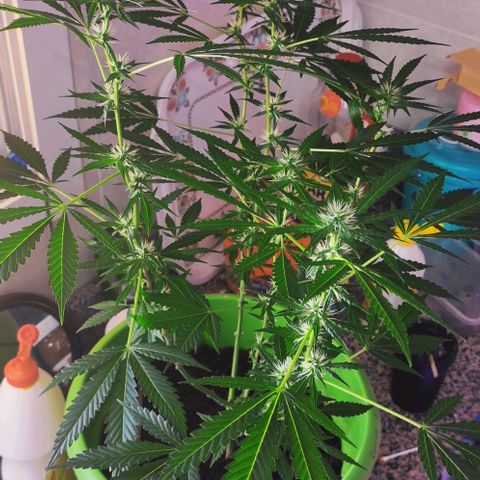 Tropicana growlog photo: 6th week flowering