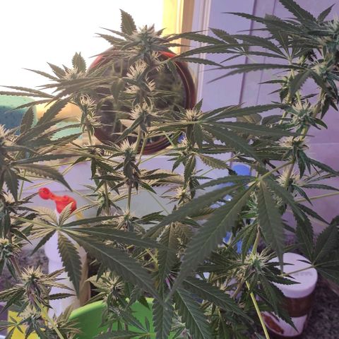 Tropicana growlog photo: 7th week flowering