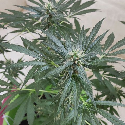 Tropicana growlog photo: 8th week flowering