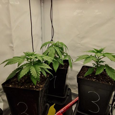 Fast Herzi growlog timeline photo