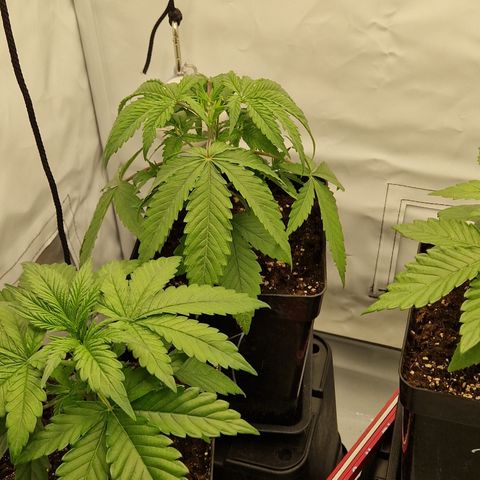 Fast Herzi growlog timeline photo