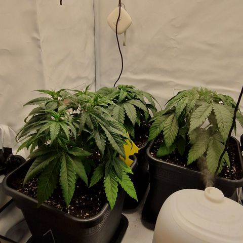 Fast Herzi growlog timeline photo