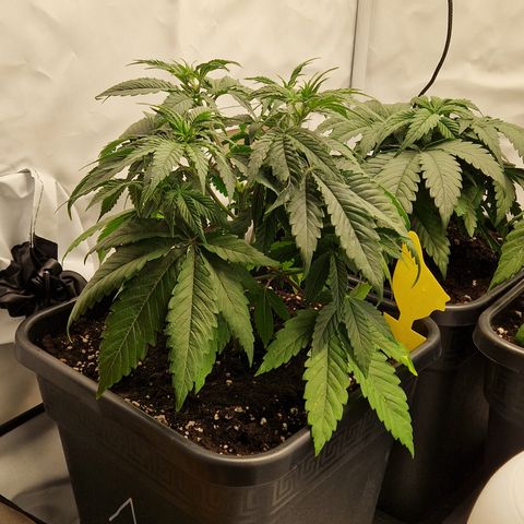 Fast Herzi growlog timeline photo