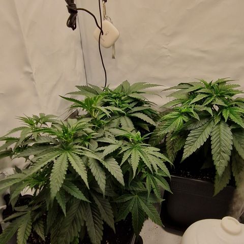 Fast Herzi growlog timeline photo