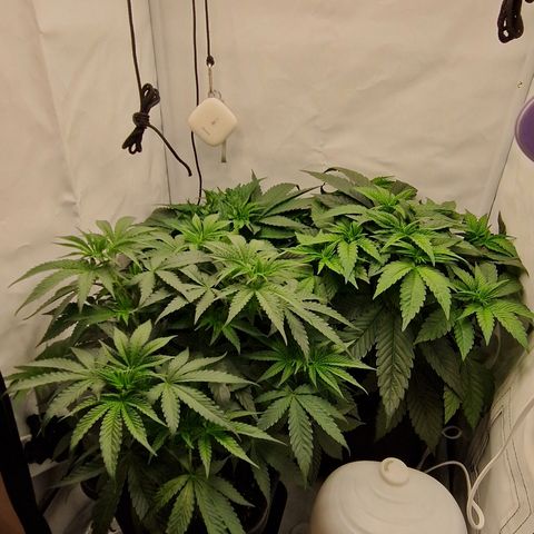Fast Herzi growlog timeline photo
