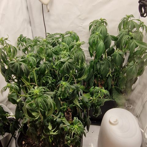 Fast Herzi growlog timeline photo