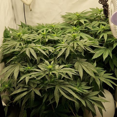 Fast Herzi growlog timeline photo