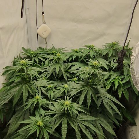 Fast Herzi growlog timeline photo