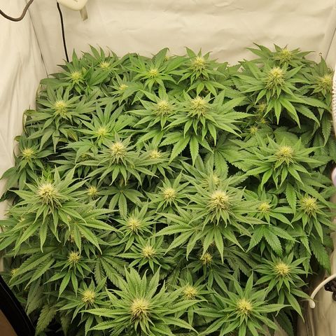 Fast Herzi growlog timeline photo