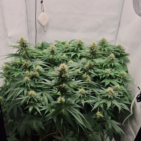 Fast Herzi growlog timeline photo