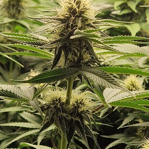 Fast Herzi growlog timeline photo