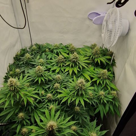 Fast Herzi growlog timeline photo