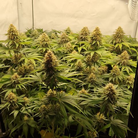 Fast Herzi growlog timeline photo