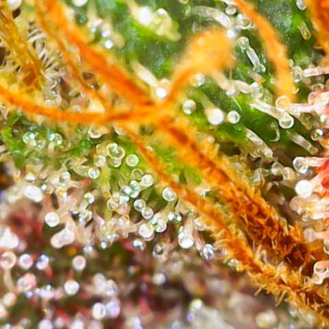Fast Herzi growlog timeline photo