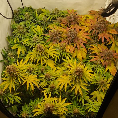 Fast Herzi growlog timeline photo